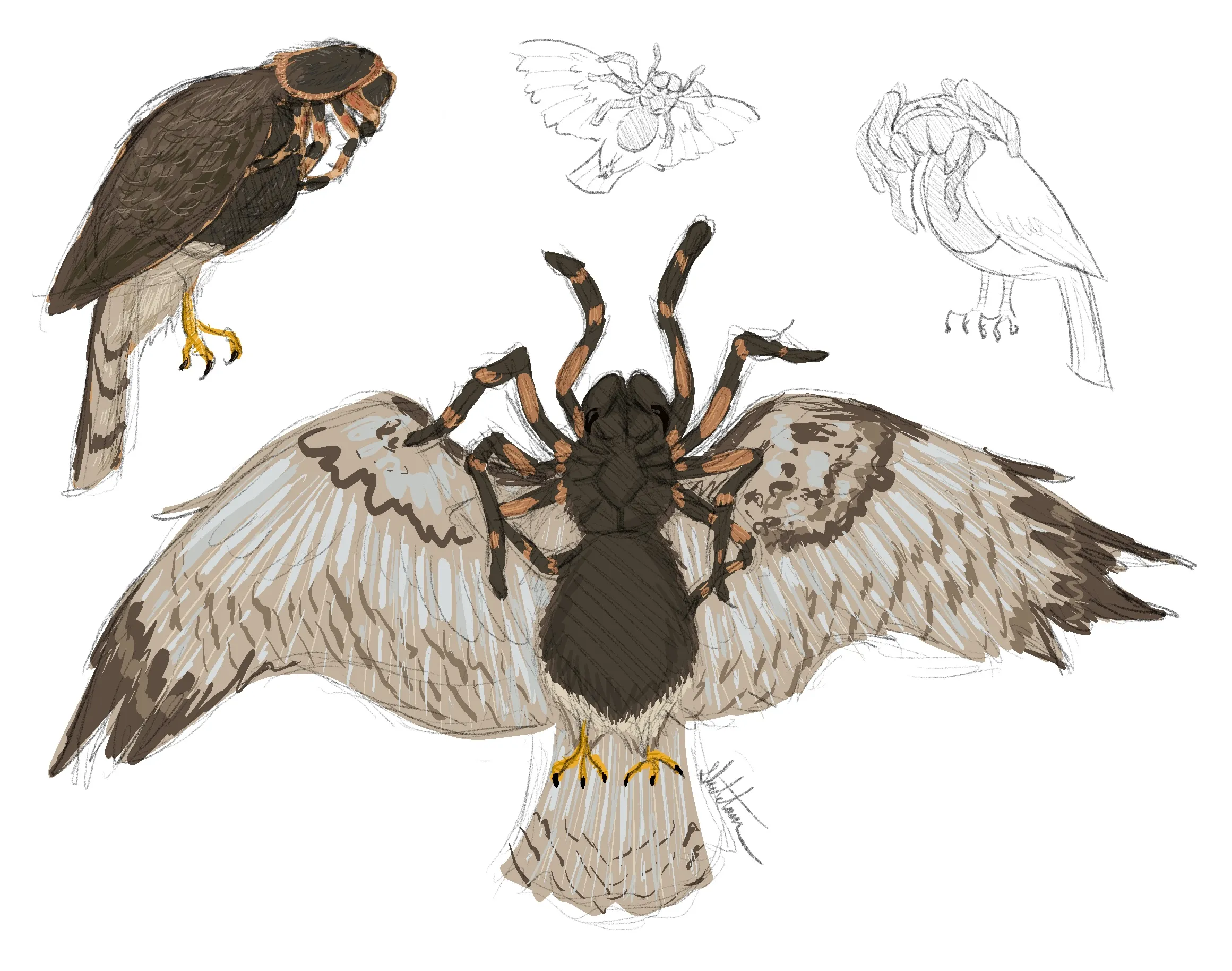20929 tarantula hawk image6