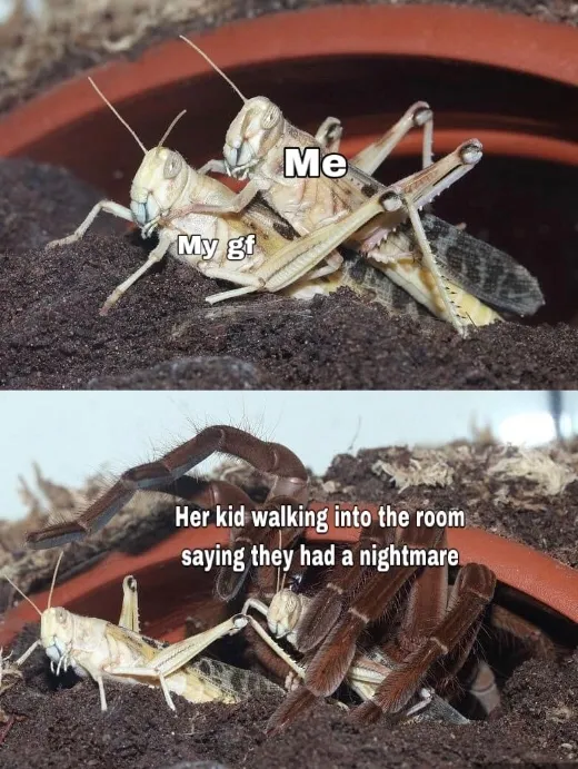 20929 tarantula hawk meme image4