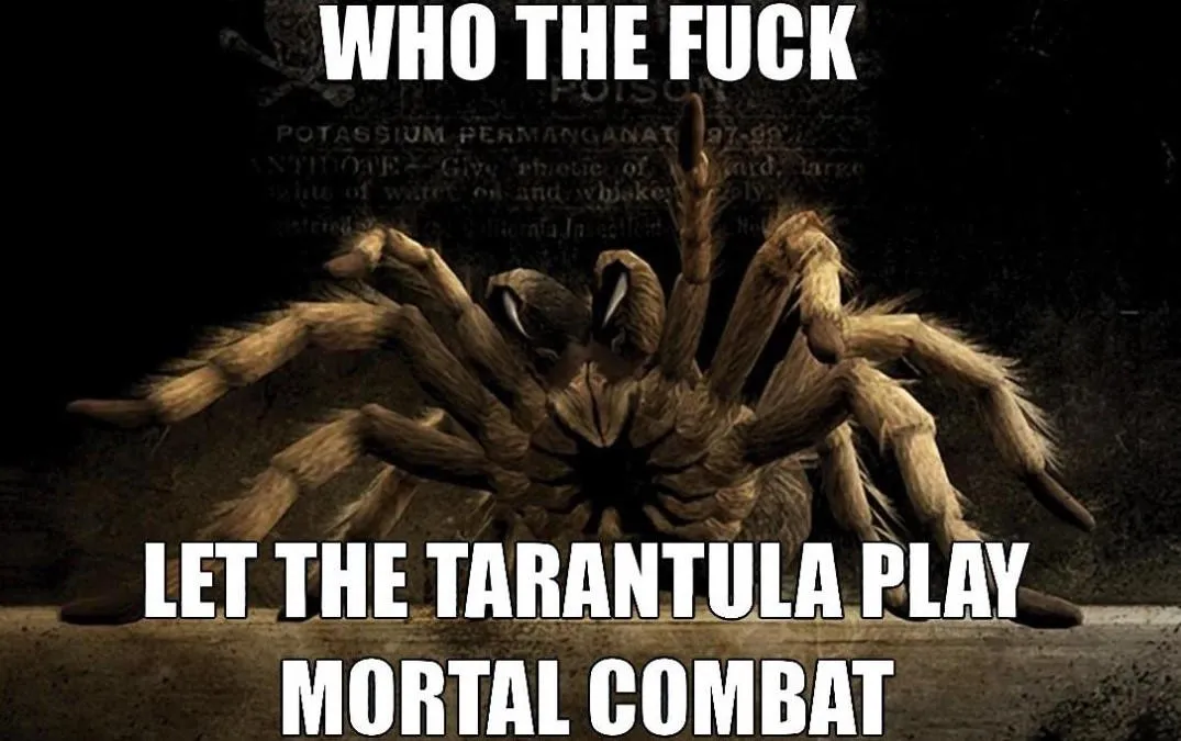 20929 tarantula hawk meme image5