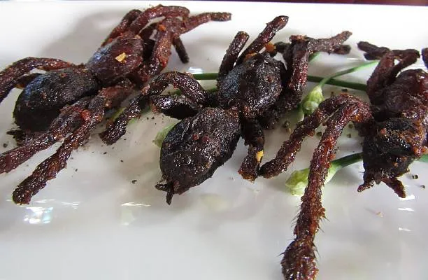 20932 reese pieces tarantula feeding