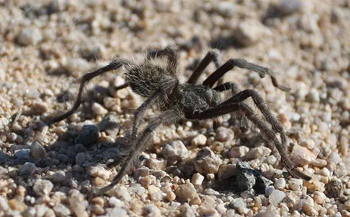 /img/20935-black-tarantula-habitat.webp