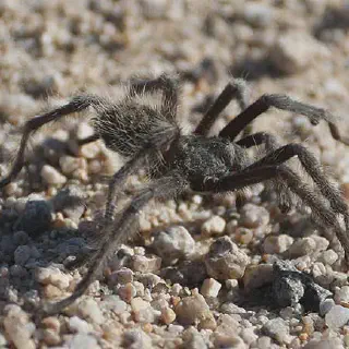 /img/20935-black-tarantula-habitat.webp