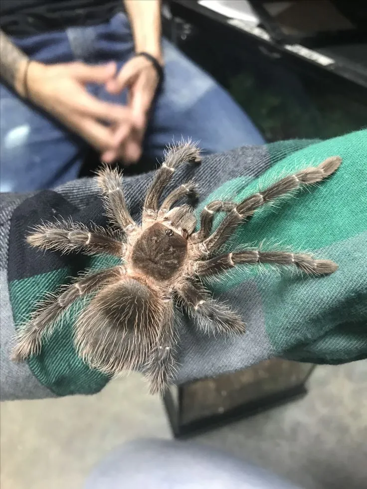 20936 tarantula bath time