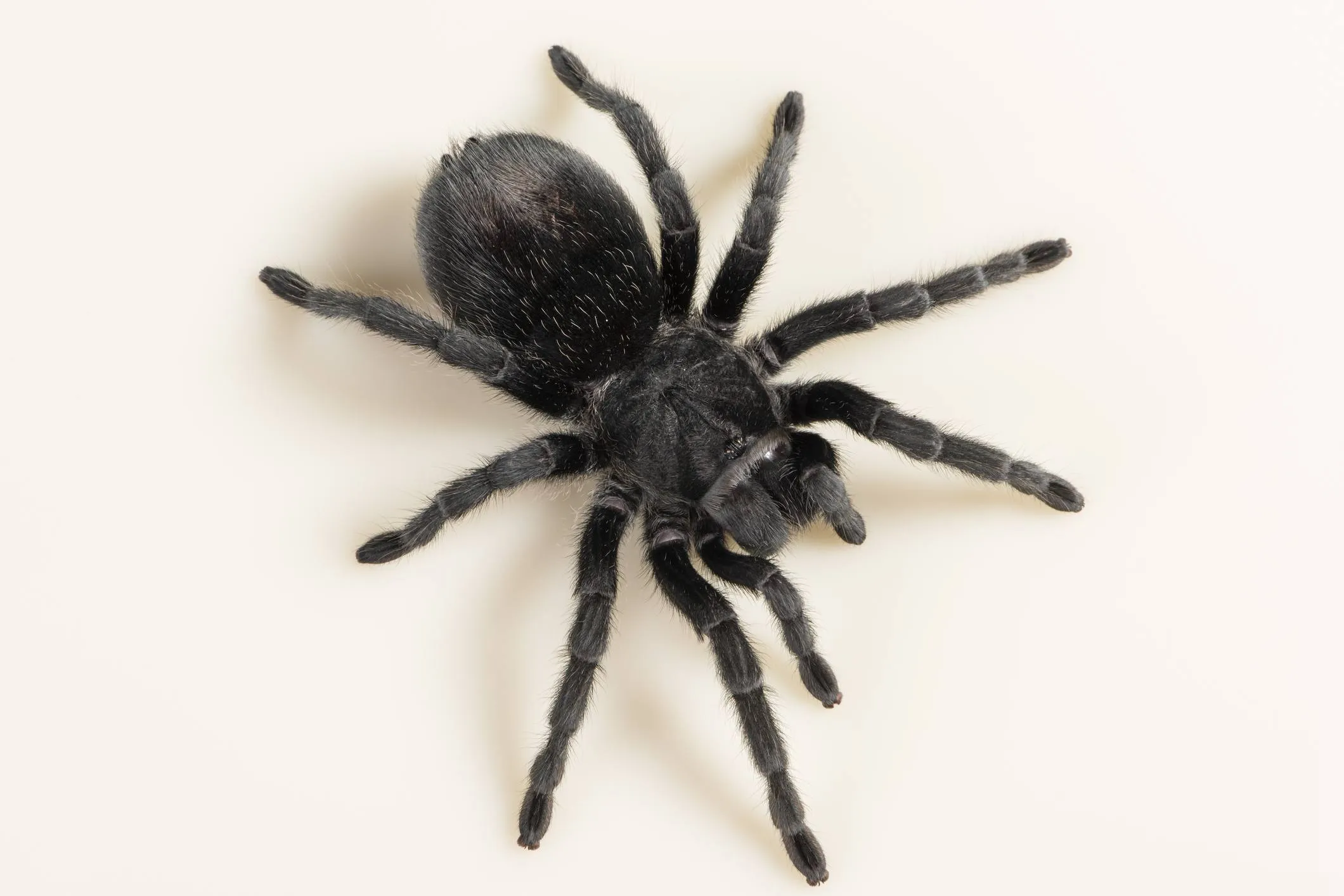 20936 tarantula enrichment