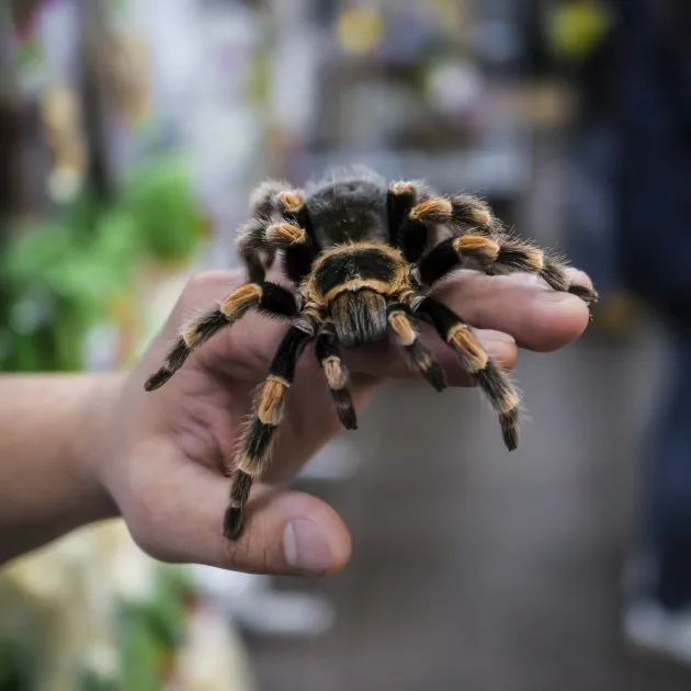 20936 tarantula escape