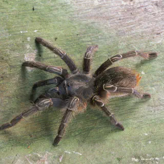 /img/20936-tarantula-video-creator.webp