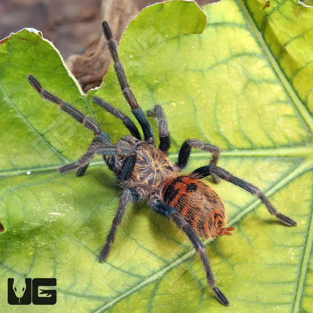 20937 blue bottle tarantula close up