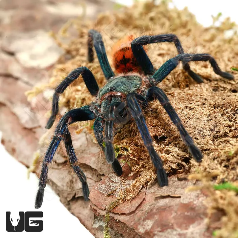 20937 blue bottle tarantula feeding