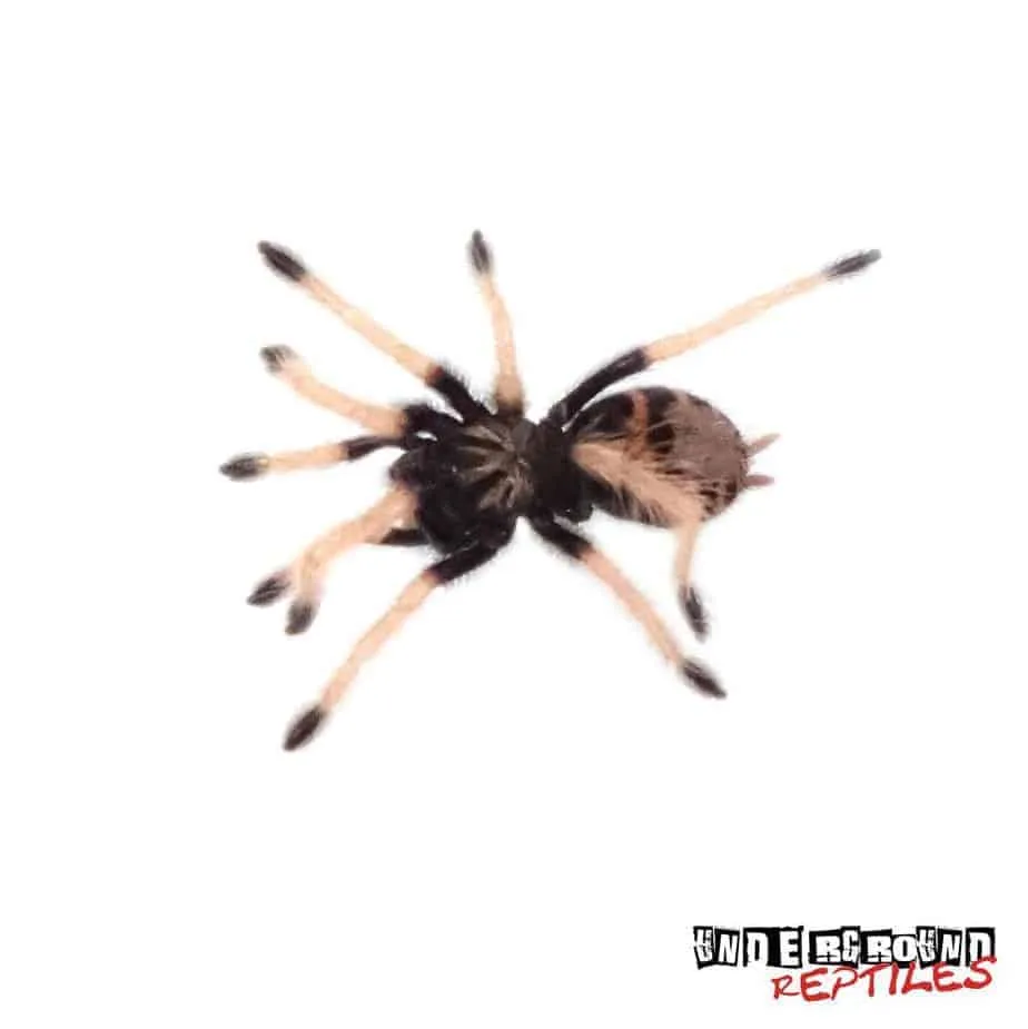 20937 blue bottle tarantula habitat