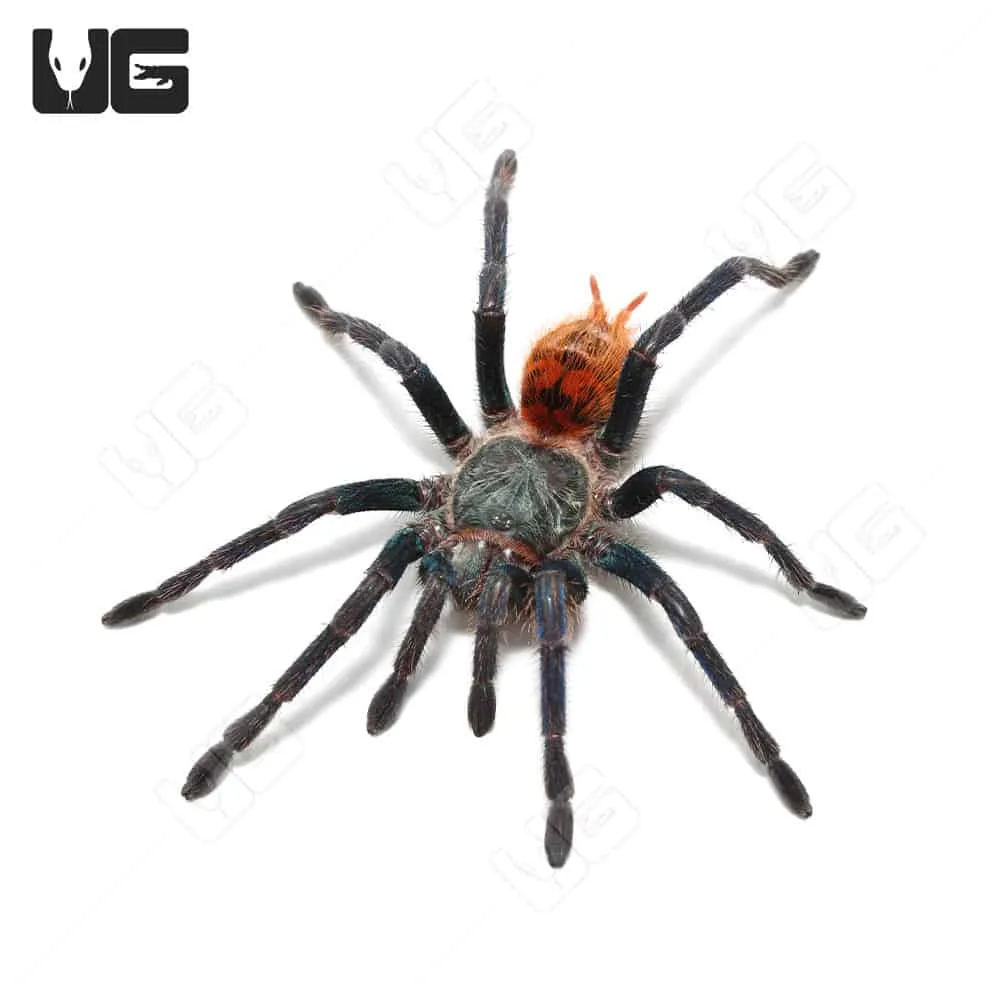 20937 blue bottle tarantula handling