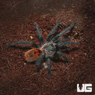 /img/20937-blue-bottle-tarantula-morph.webp