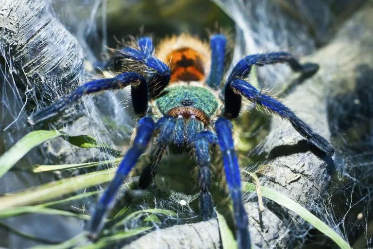 20937 blue bottle tarantula sale main