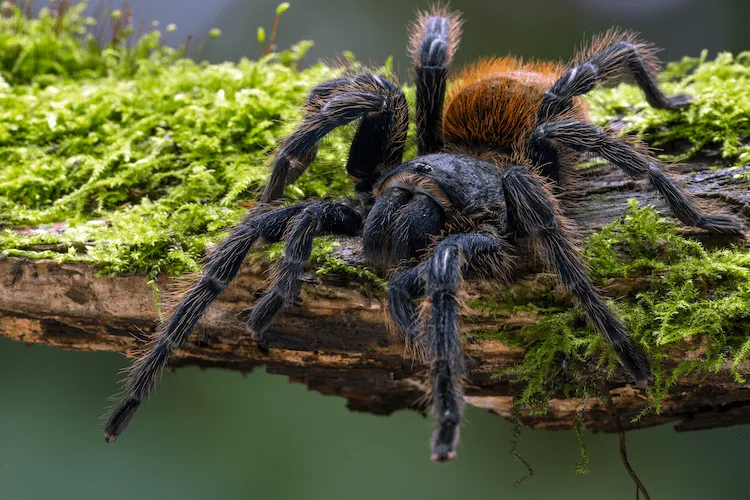 20938 blue tarantula defending