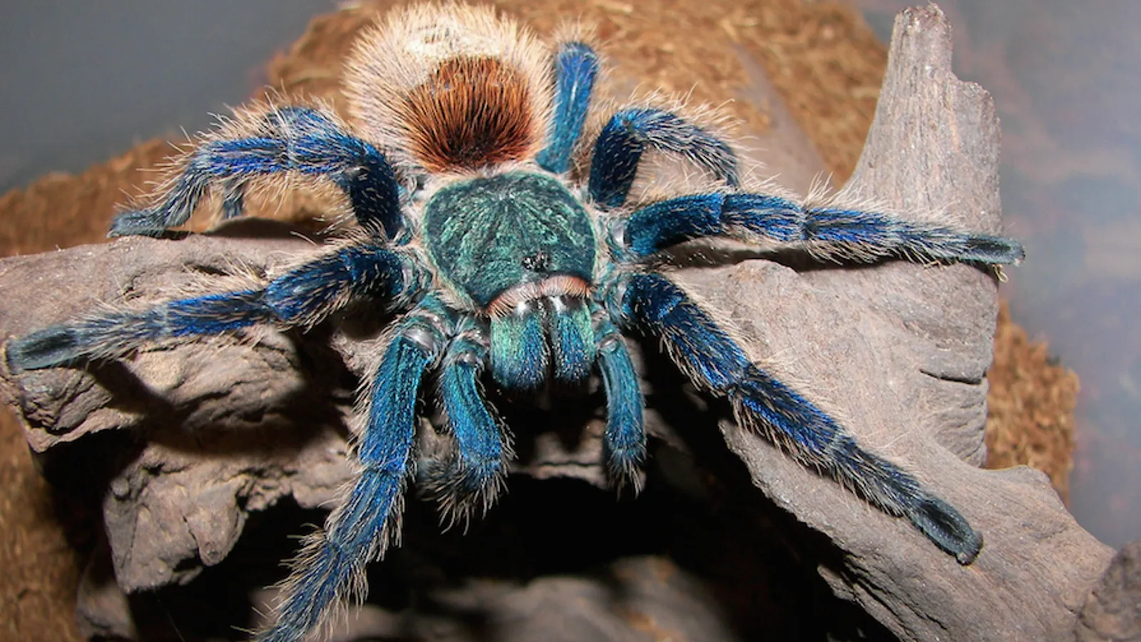 20938 blue tarantula eating