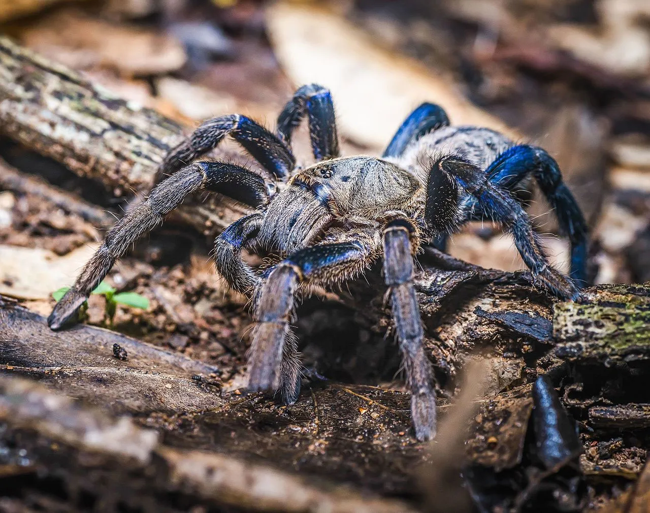 20938 blue tarantula habitat