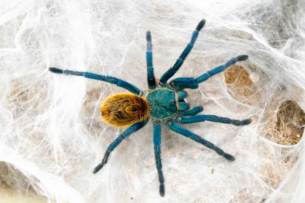 /img/20938-blue-tarantula-lifespan.webp