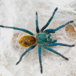 /img/20938-blue-tarantula-lifespan.webp