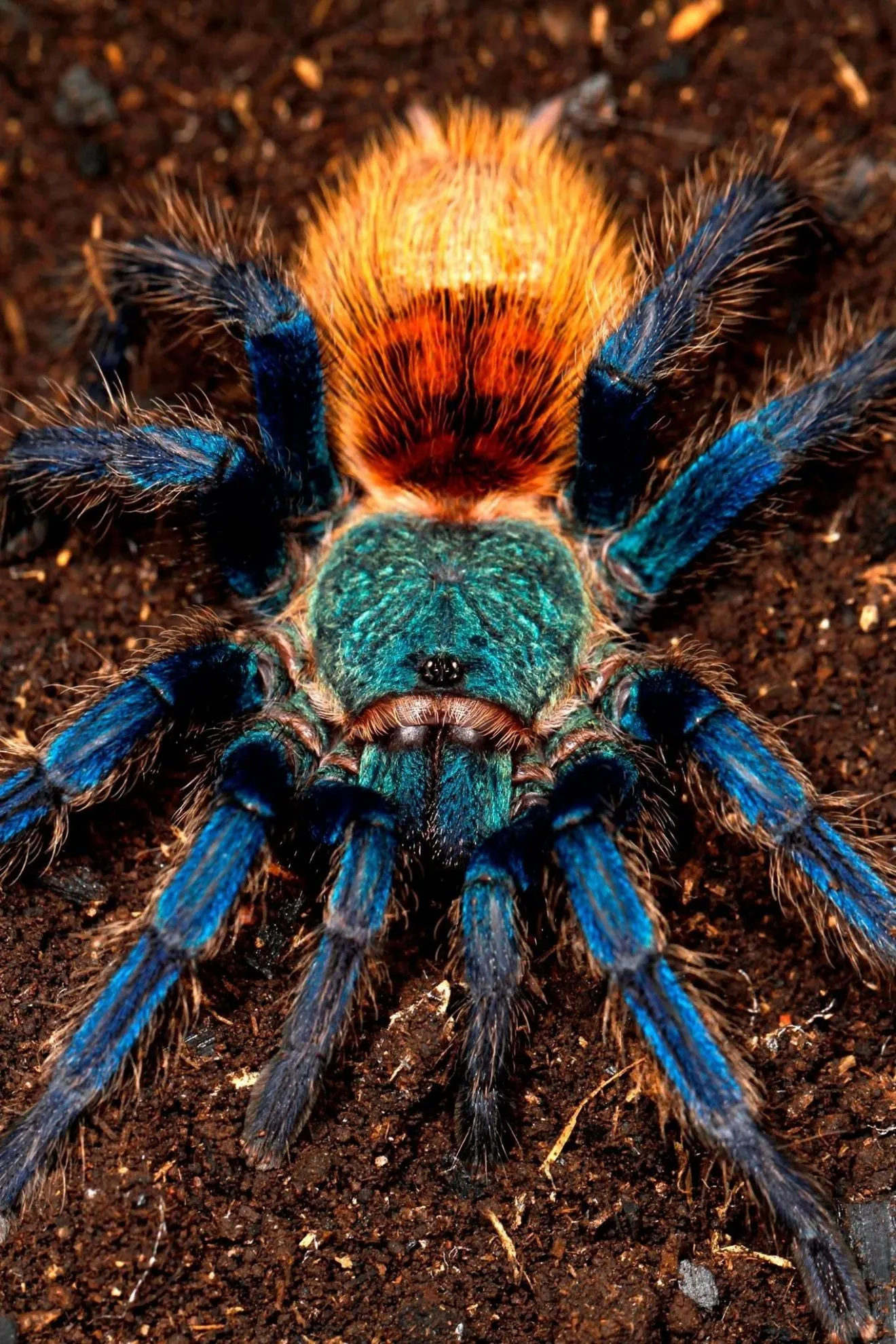 20938 blue tarantula threats