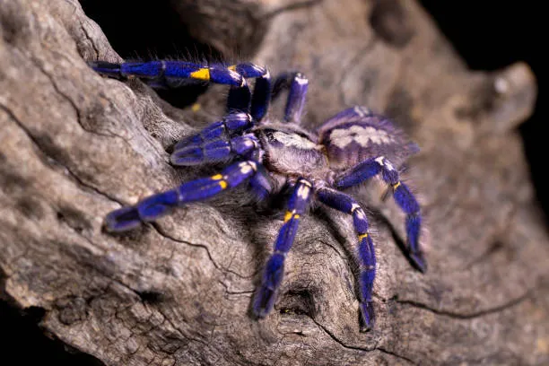 20938 blue tarantula unique behavior
