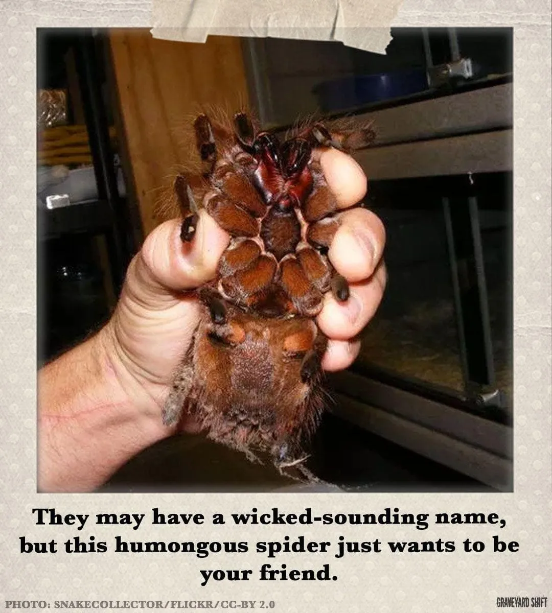 20939 goliath tarantula feeding