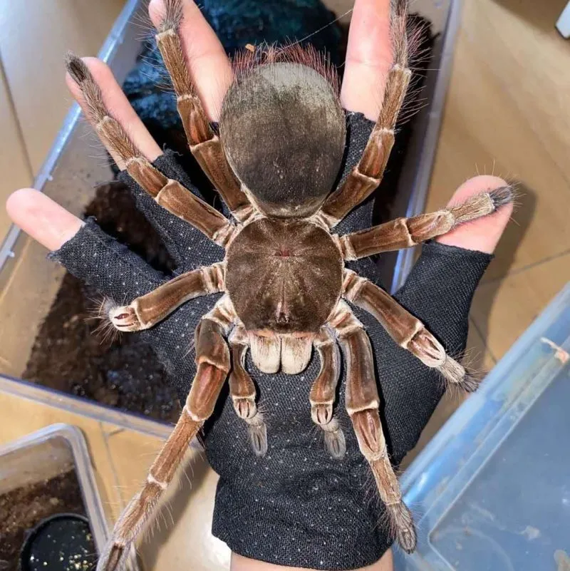20939 goliath tarantula habitat