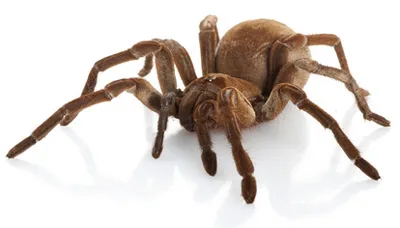 20939 goliath tarantula overview