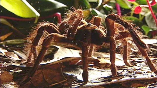 20939 goliath tarantula size comparison