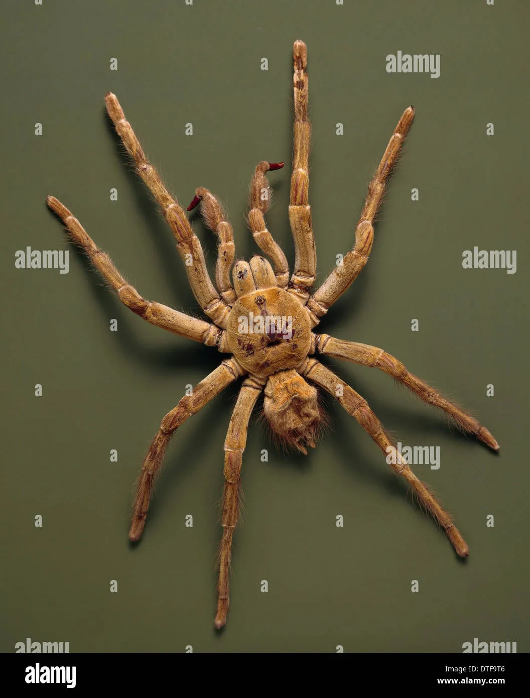 /img/20939-goliath-tarantula-threats.webp