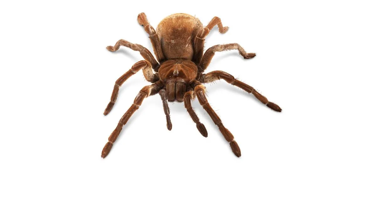 20939 goliath tarantula venom