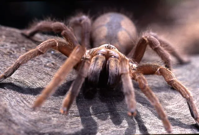 20946 tarantula dealer 1 australia