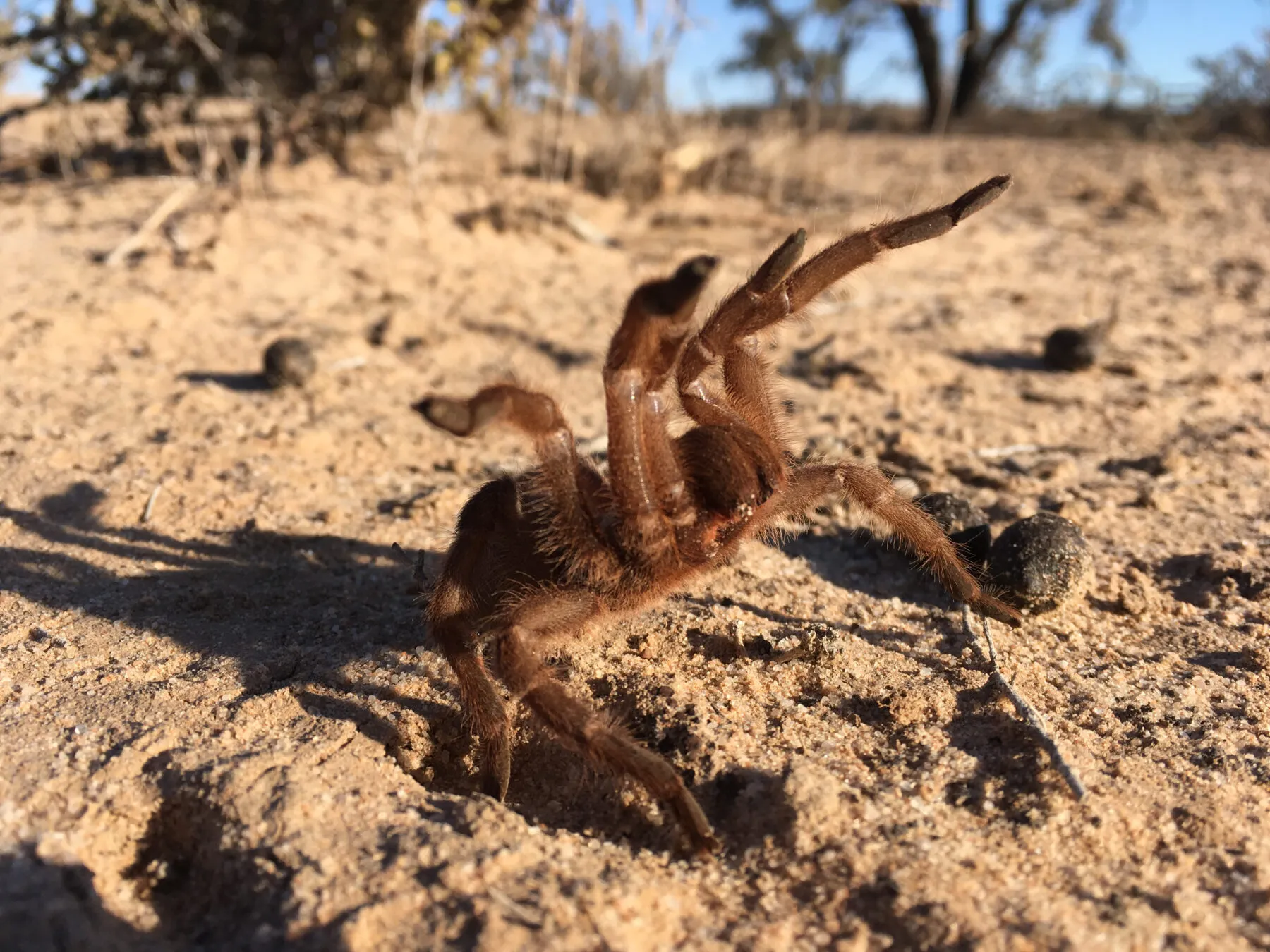 /img/20946-tarantula-dealer-australia-conclusion.webp