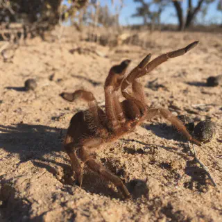 /img/20946-tarantula-dealer-australia-conclusion.webp
