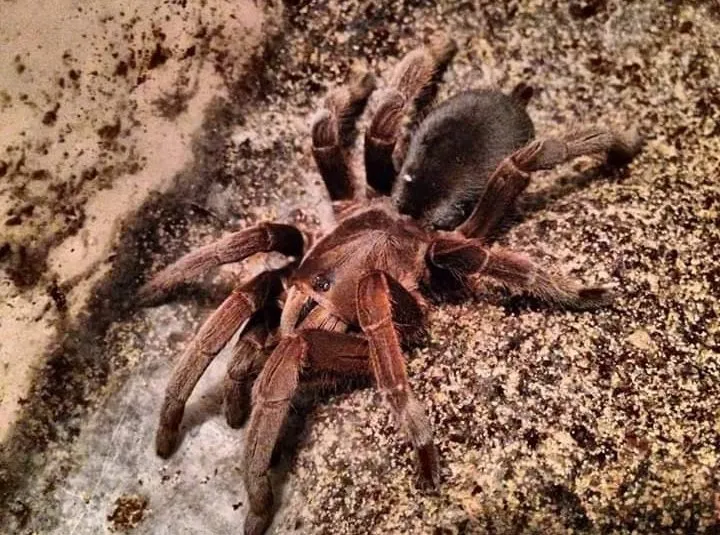 20946 tarantula pet spider closeup