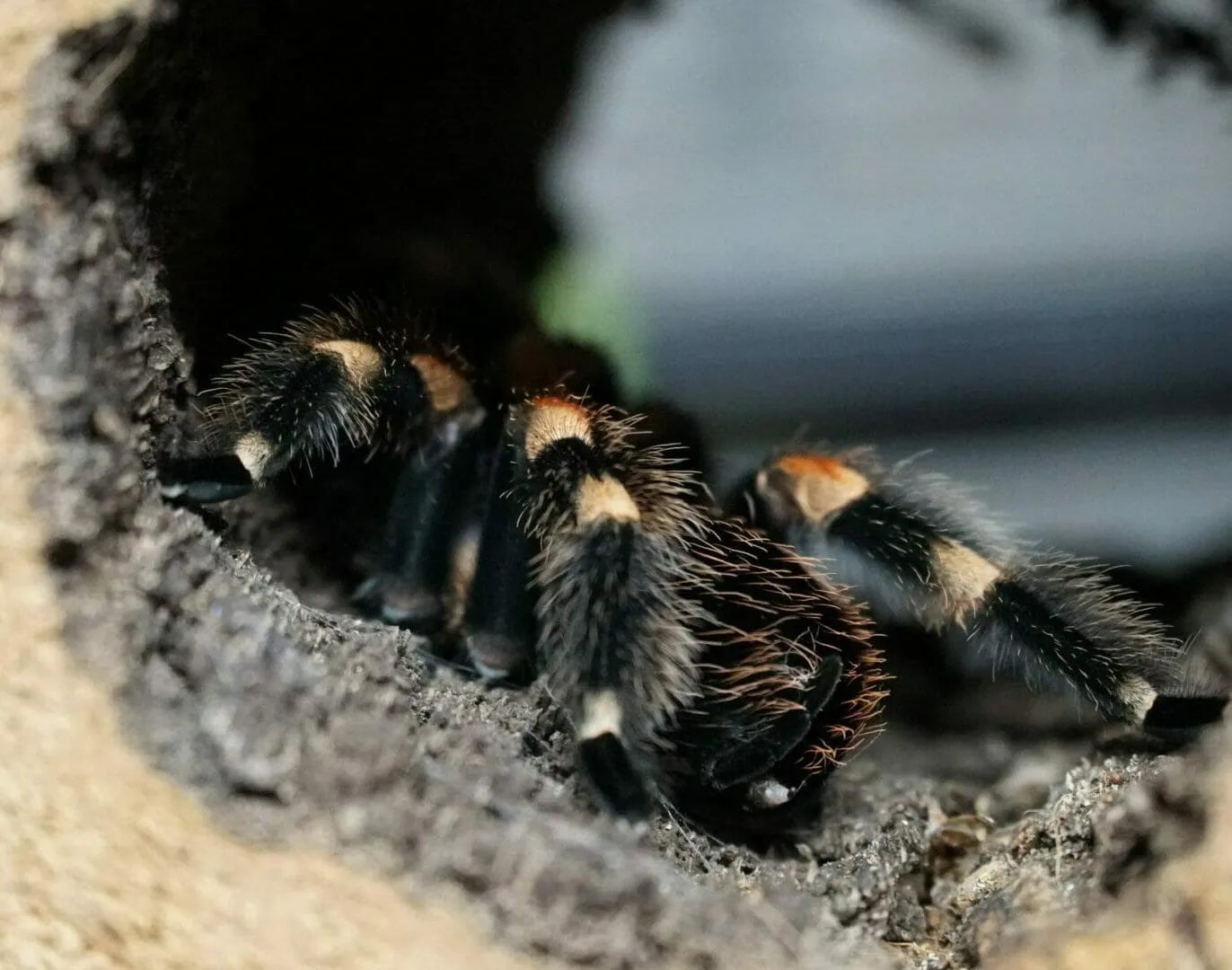 /img/20947-healthy-tarantula-habitat.webp