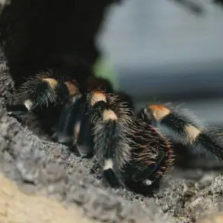 /img/20947-healthy-tarantula-habitat.webp
