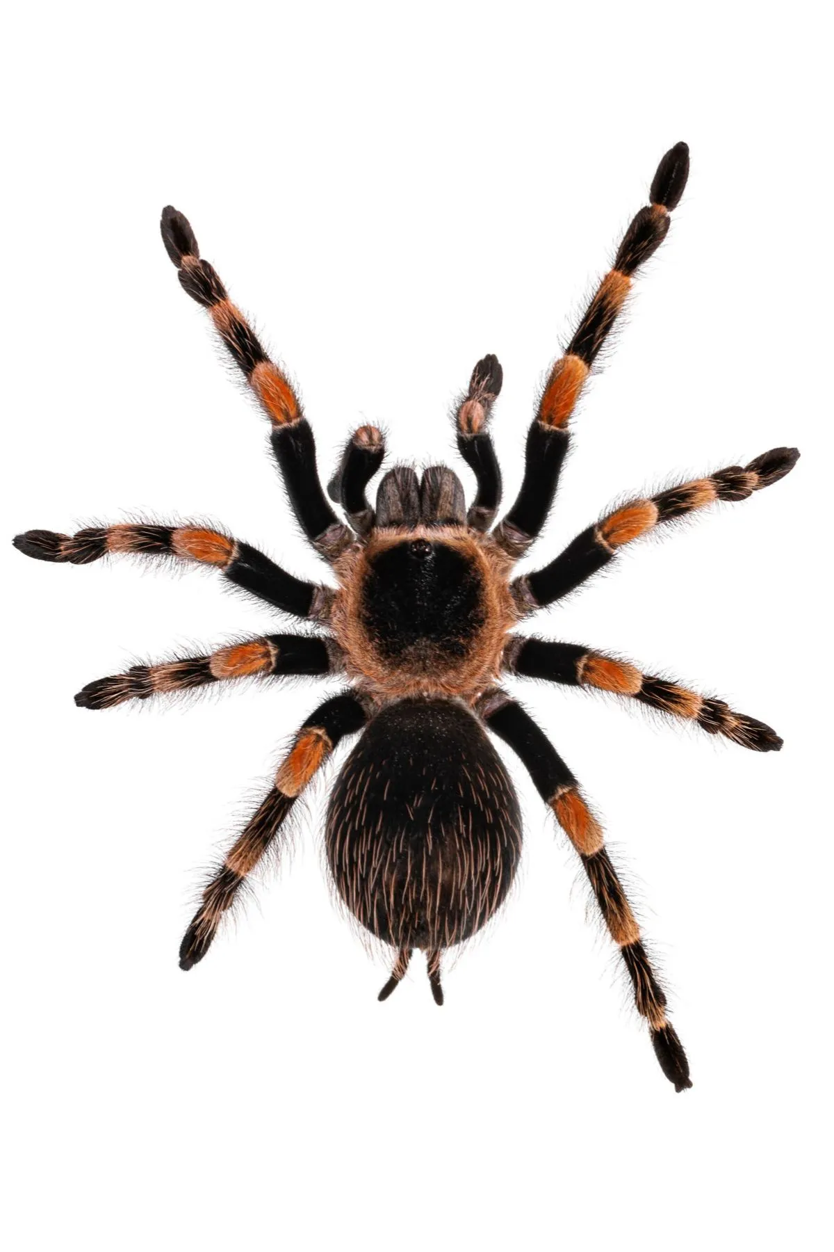 20947 mexican red knee enclosure