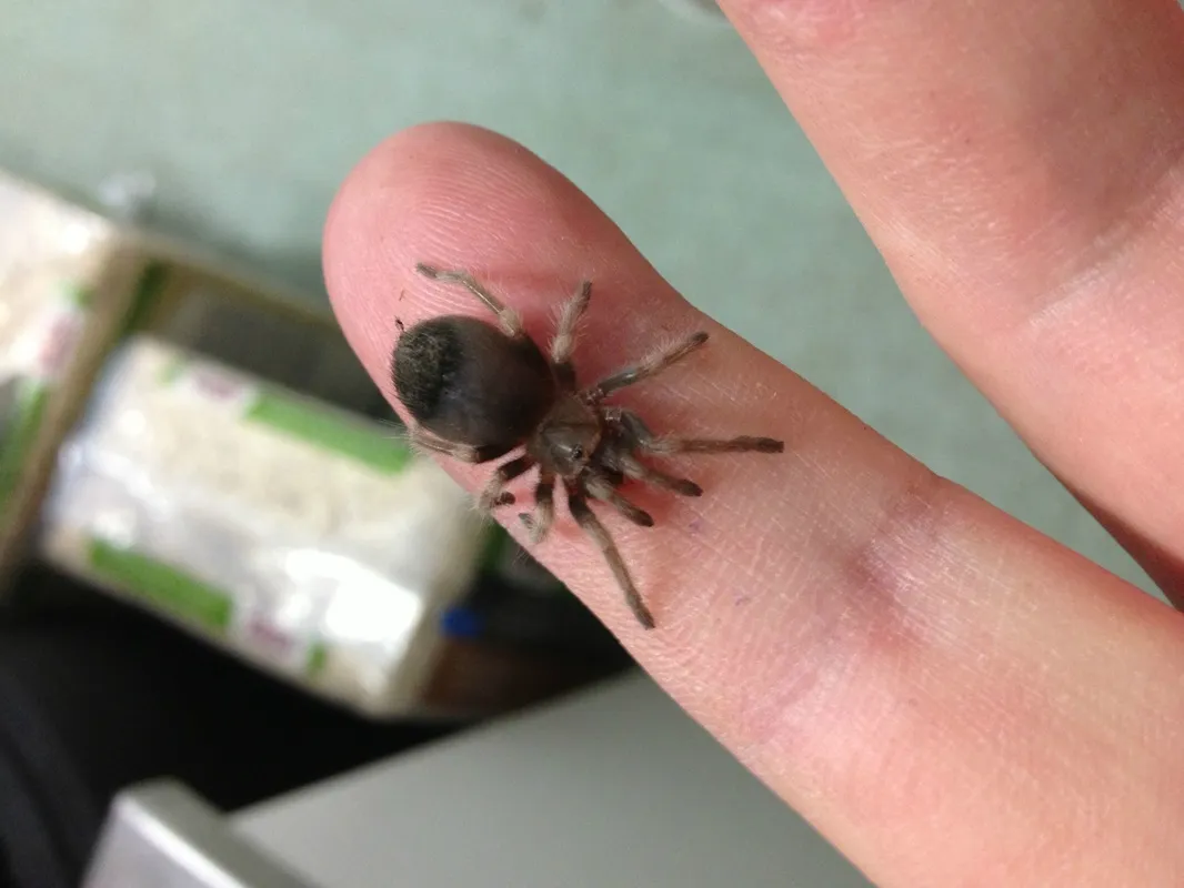 20947 substrate for tarantulas