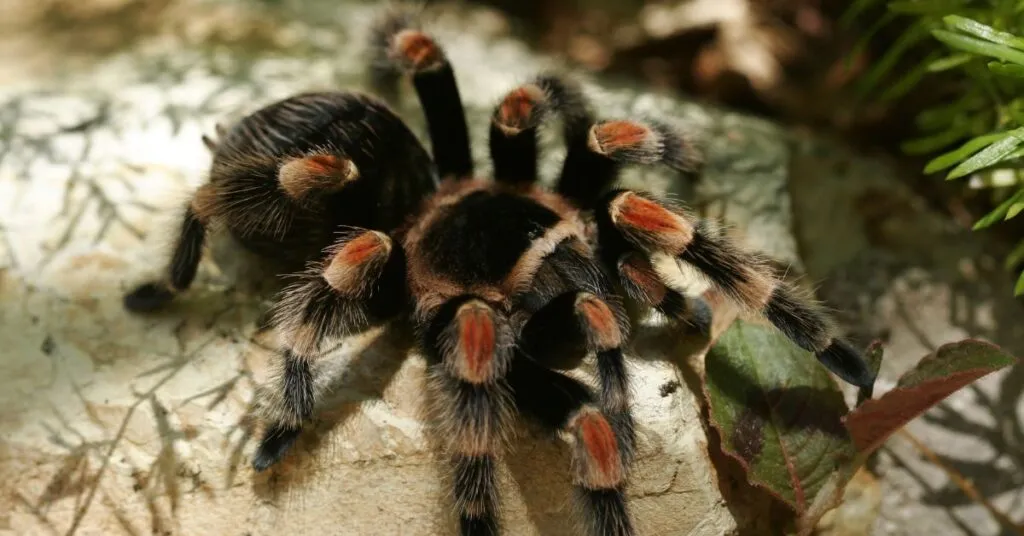 20947 tarantula feeding