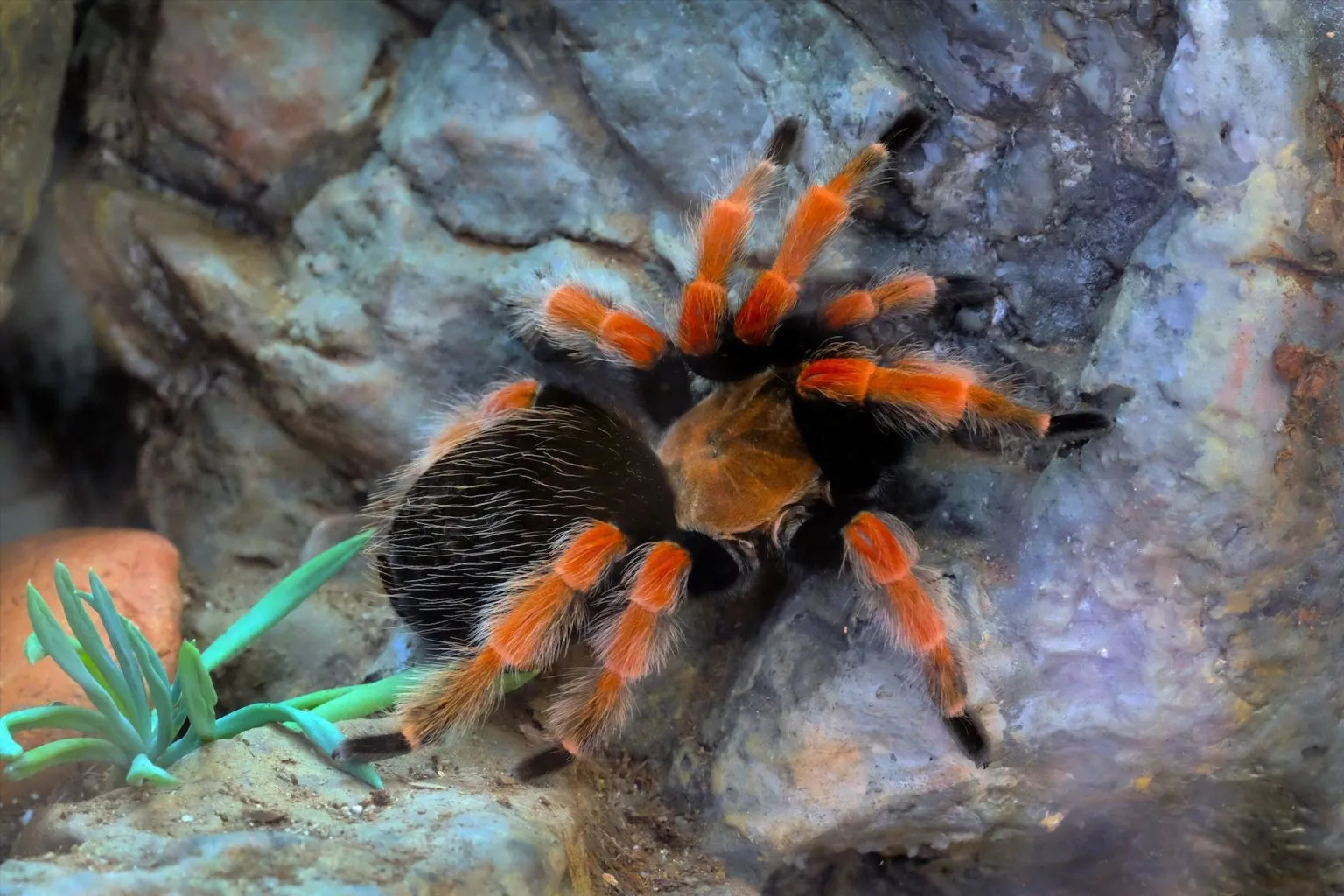 20947 tarantula habitat decor