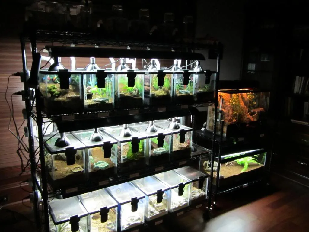 20948 rdr2 tarantula enclosure humidity