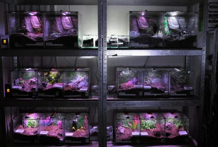 /img/20948-tarantula-enclosure-feeding.webp