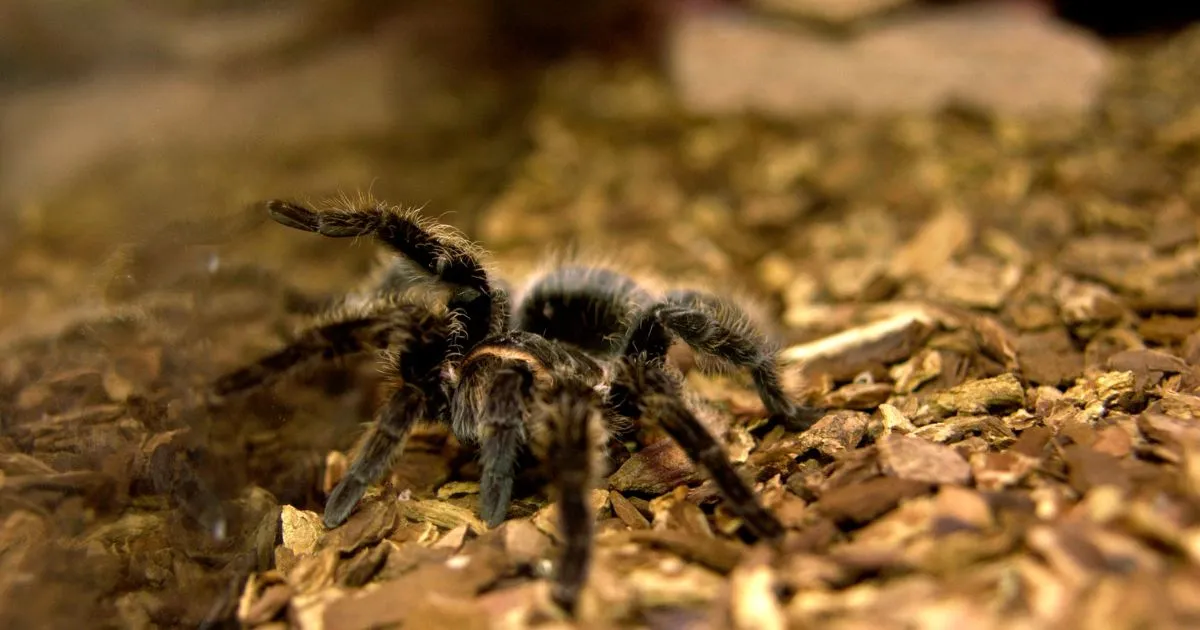 20948 tarantula enclosure substrate