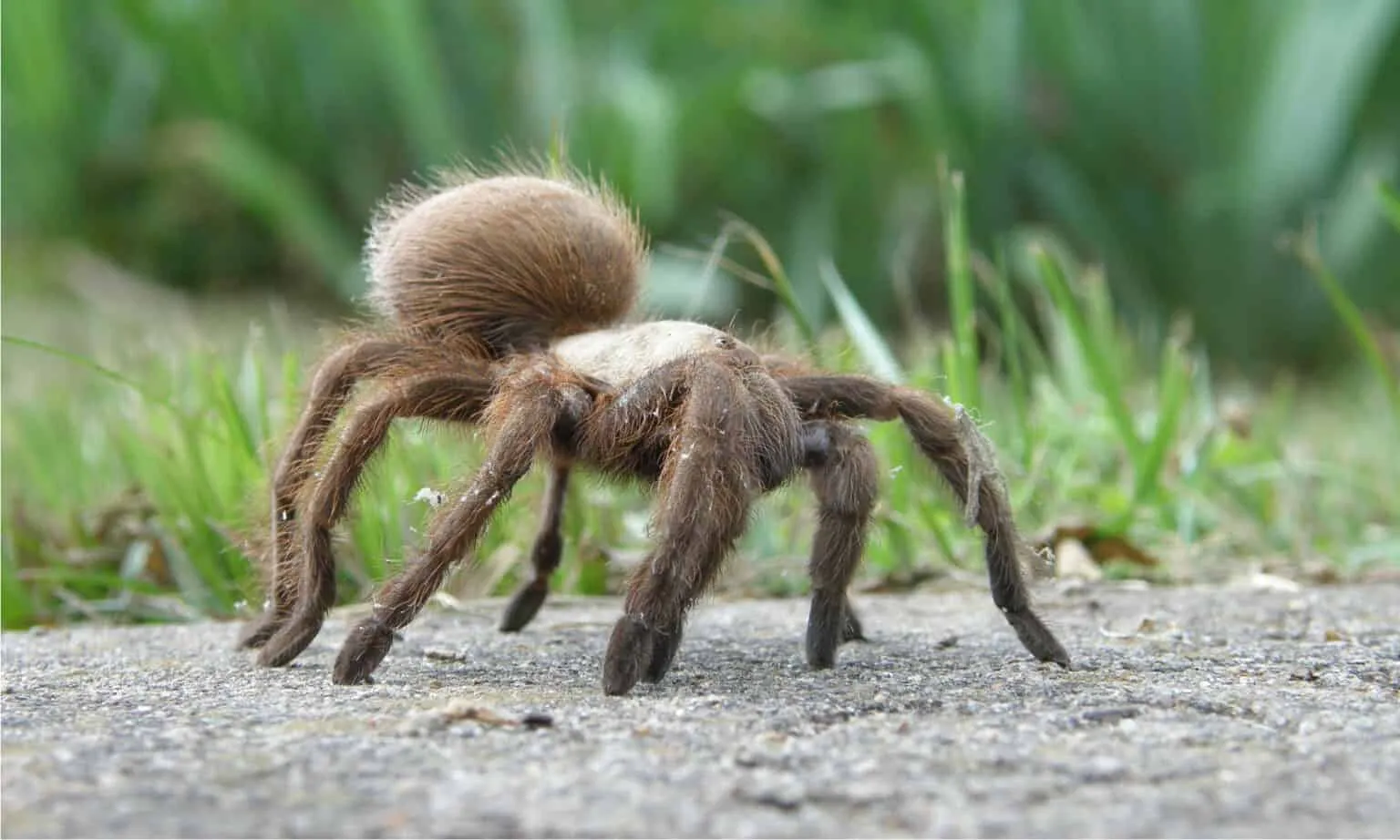 20949 tarantula vs vogelspin 2