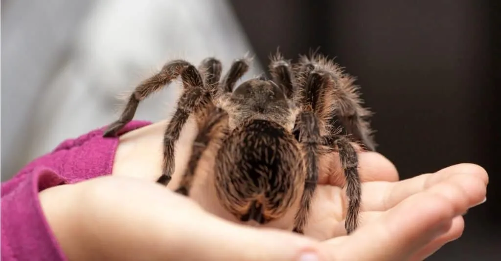 20949 tarantula vs vogelspin 4