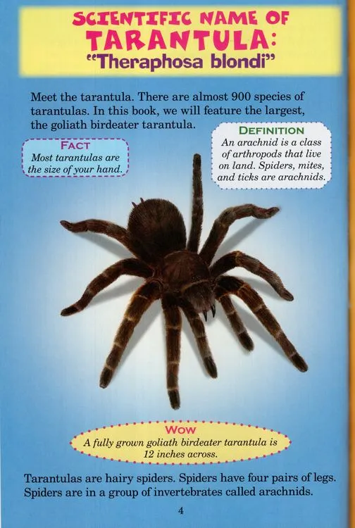 20949 tarantula vs vogelspin 6