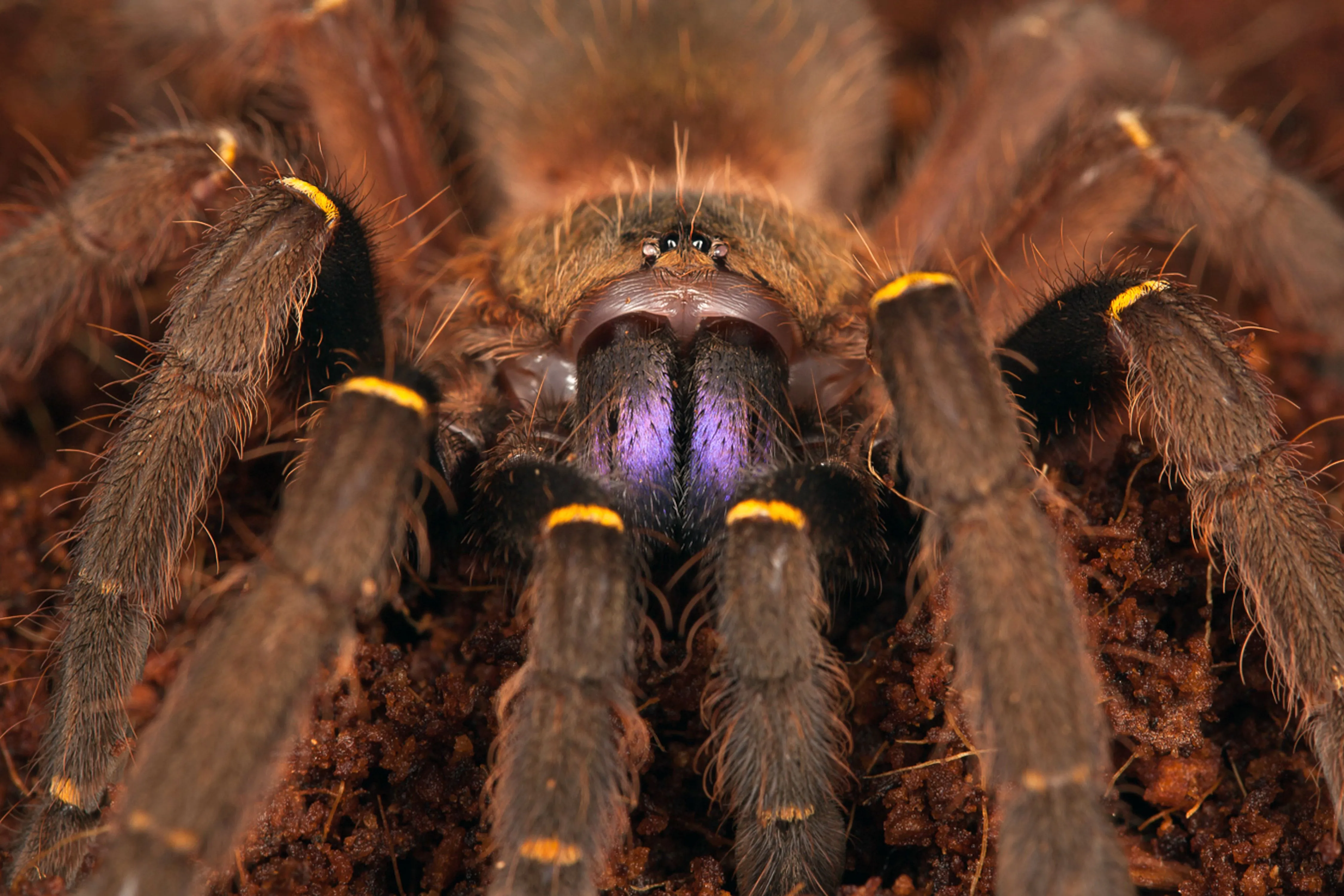 20949 tarantula vs vogelspin 7