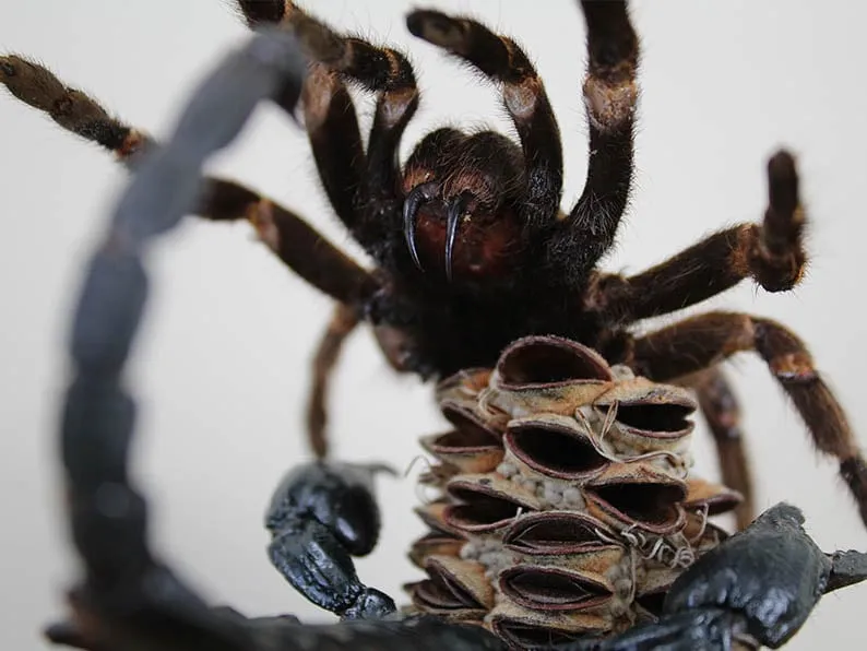 /img/20949-tarantula-vs-vogelspin-8.webp