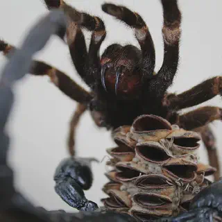 /img/20949-tarantula-vs-vogelspin-8.webp