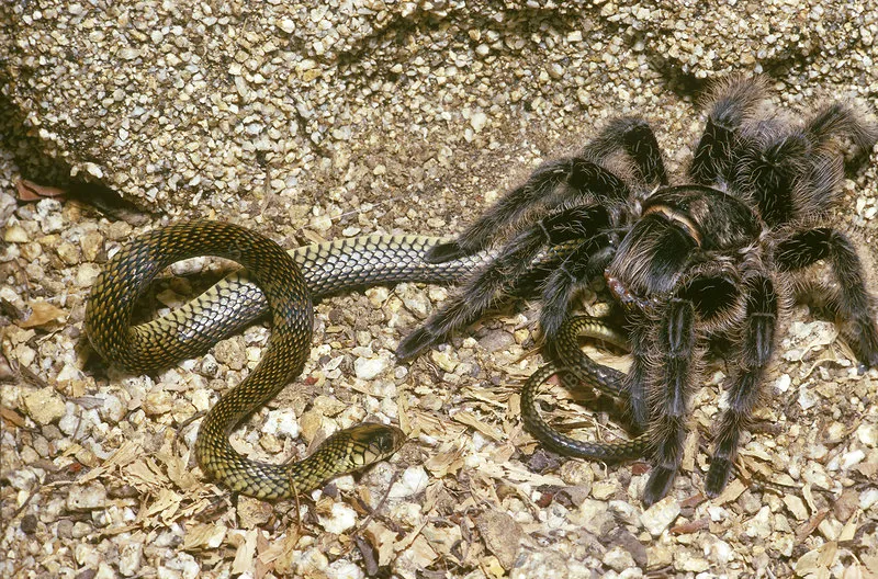 20950 tarantula digestive system