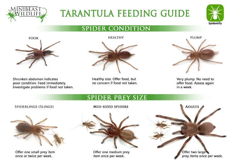 20950 tarantula eating environment